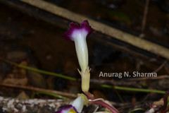 Christisonia tubulosa